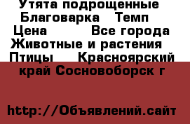 Утята подрощенные “Благоварка“,“Темп“ › Цена ­ 100 - Все города Животные и растения » Птицы   . Красноярский край,Сосновоборск г.